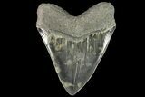 Serrated, Fossil Megalodon Tooth - Colorful Enamel #138989-2